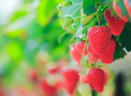 Space-saving strawberry patches