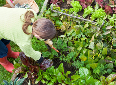 Healthy Garden Hack - Companion Planting