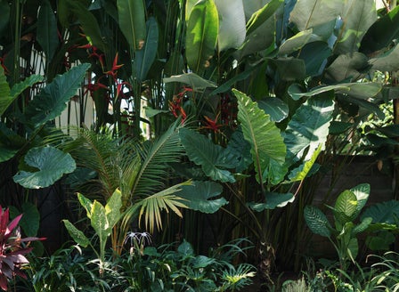 Transform Your Garden Into A Tropical Paradise
