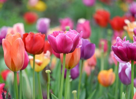A Dash of Colour with Spring Bulbs