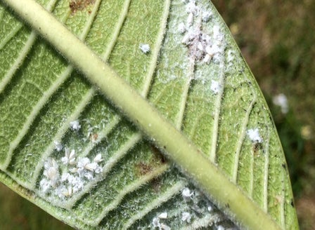 Whitefly