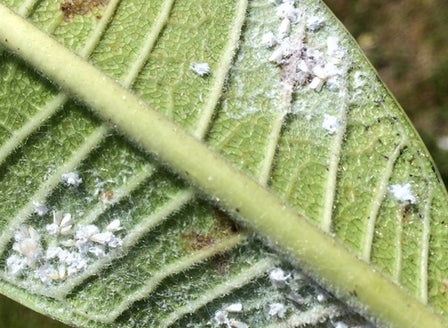 Whitefly
