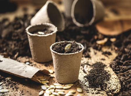 Begin Your Journey of Growing from Seed