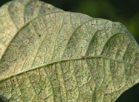 Spider Mites