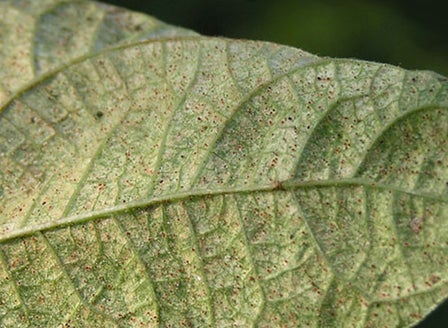 Spider Mites