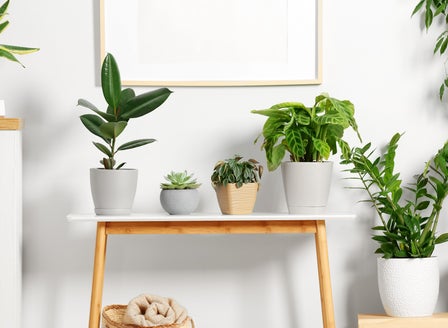 Spring into Action with our Houseplant Tips