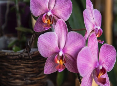 The Wonderful World of Orchids