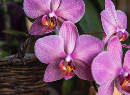 The Wonderful World of Orchids