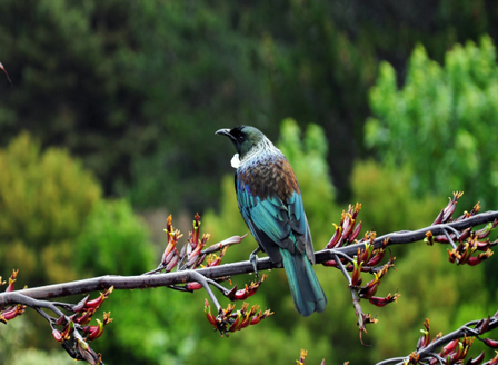 Grow A Bird Haven - Planting For Birds