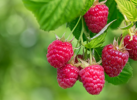 Summer Plants We're Loving
