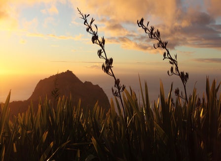 Weather Auckland's Climate with a Resilient Garden