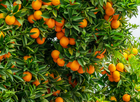 Zesty Citrus