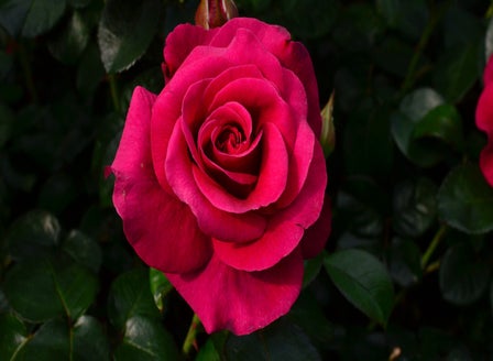Our Top Rose Varieties