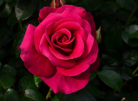Our Top Rose Varieties