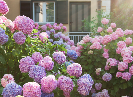In Harmony With Hydrangeas