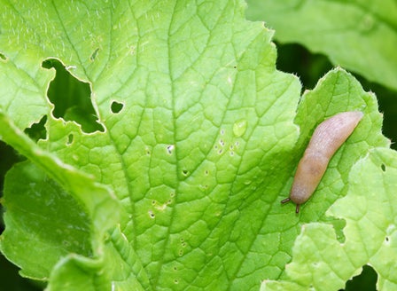 Slugs and Snails