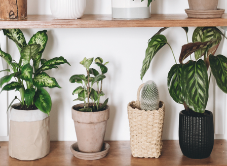 Indoor Plant Autumn Styling