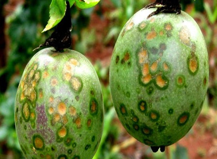 Passionfruit Spots