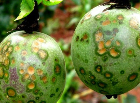 Passionfruit Spots