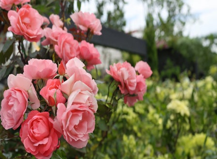 From Bud to Bloom: Loving Roses