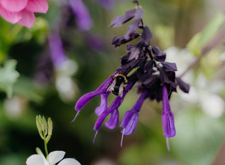 Bee Guide April