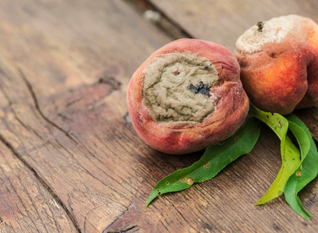 Brown Rot