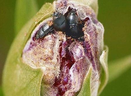Hibiscus Beetle