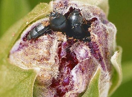 Hibiscus Beetle