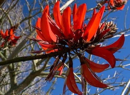 Coral Trees