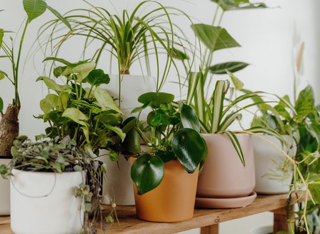 Greener Living: The Health Benefits of Indoor Plants