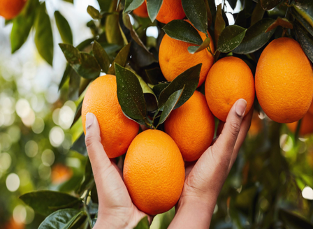 Grow Your Own Citrus