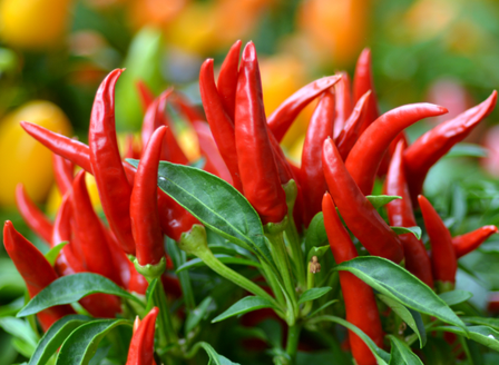 A Fiery Favourite - Chillies