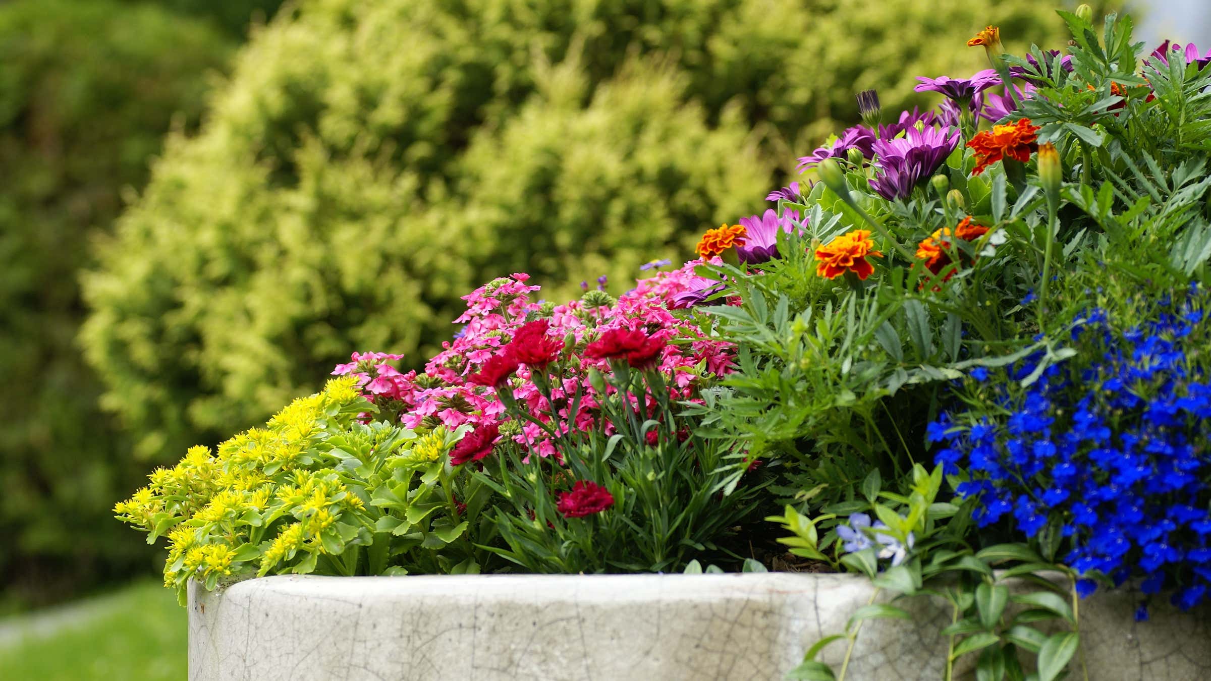 Adding Colour to Your Garden: A Guide to Annuals and Perennials