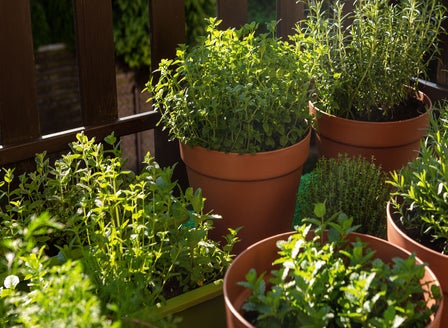 Grow More For Less &ndash; Grow Your Own Herbs & Veges