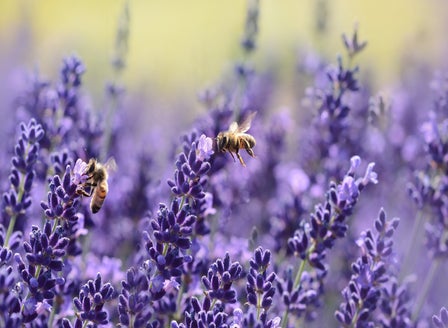 Spring Planting for Bees