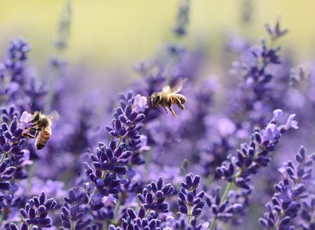 Spring Planting for Bees