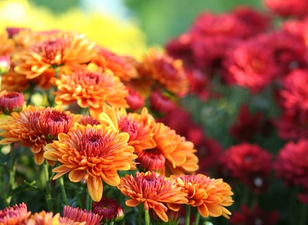Autumn Colour