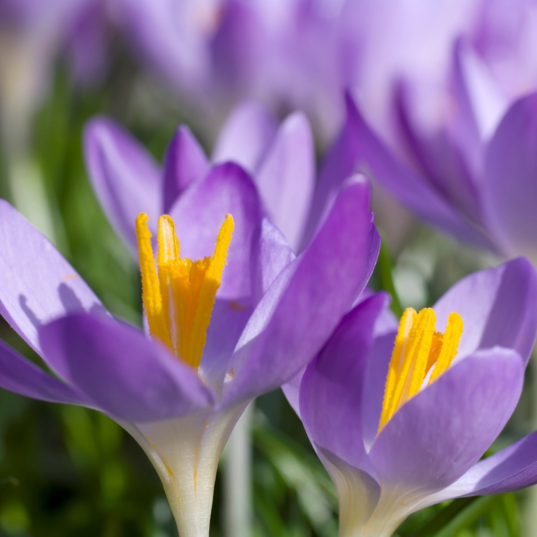 Planting Spring Bulbs in Bowls