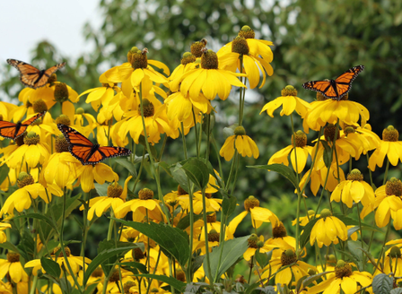 On The Move - Monarch Butterflies