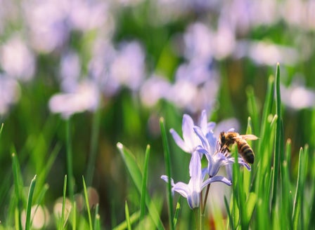 More Flowers = More Bees
