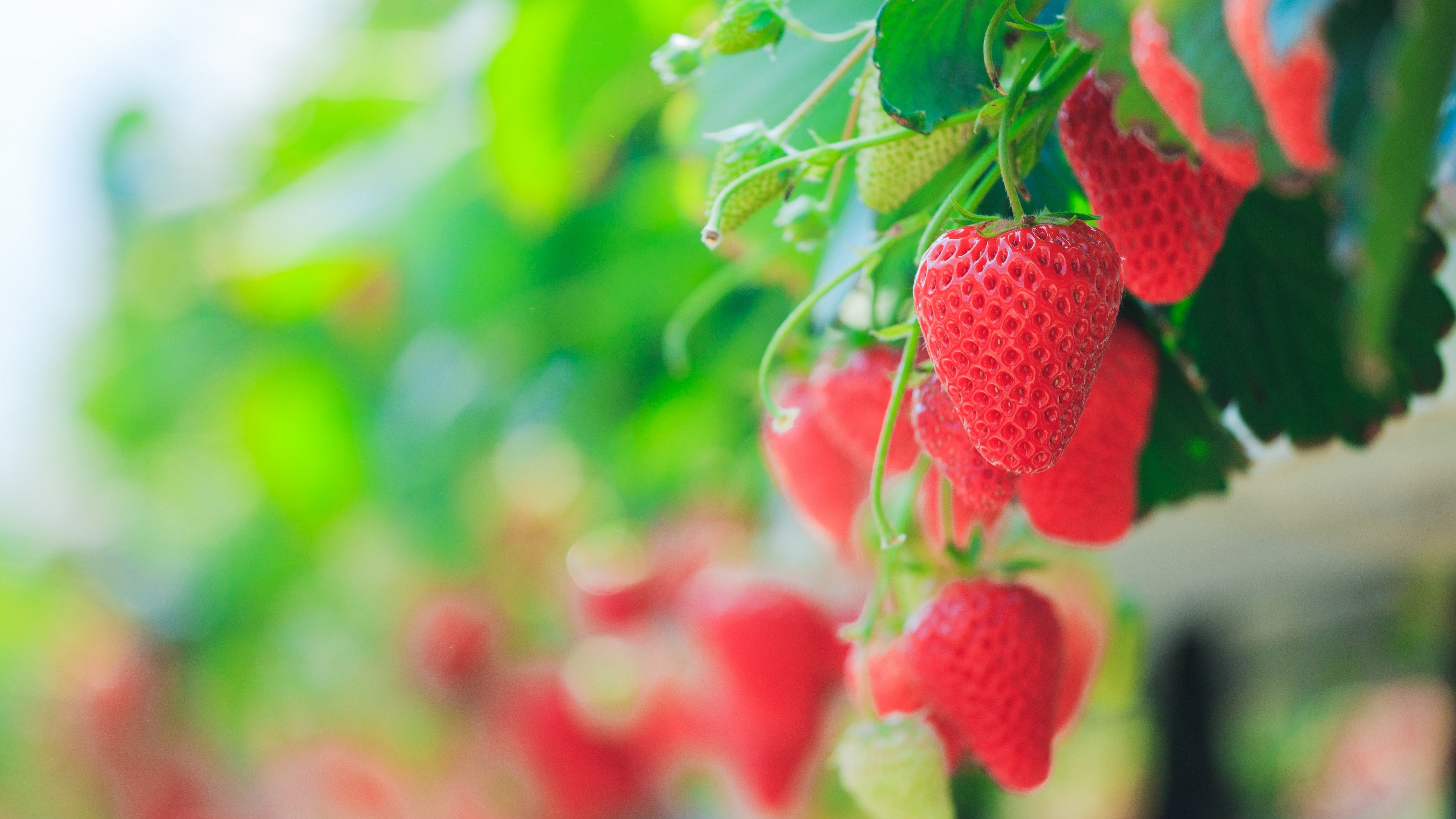 Space-saving strawberry patches