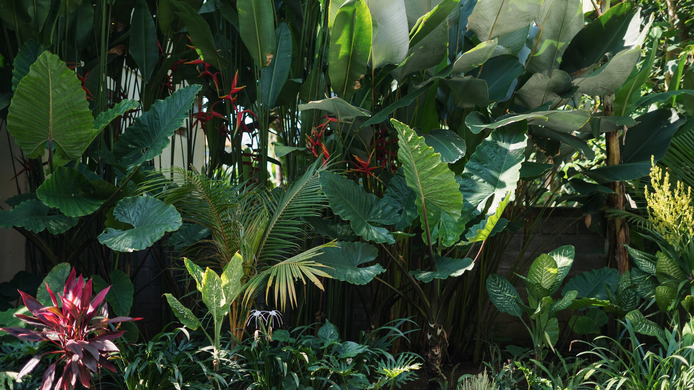 Transform Your Garden Into A Tropical Paradise | Kings
