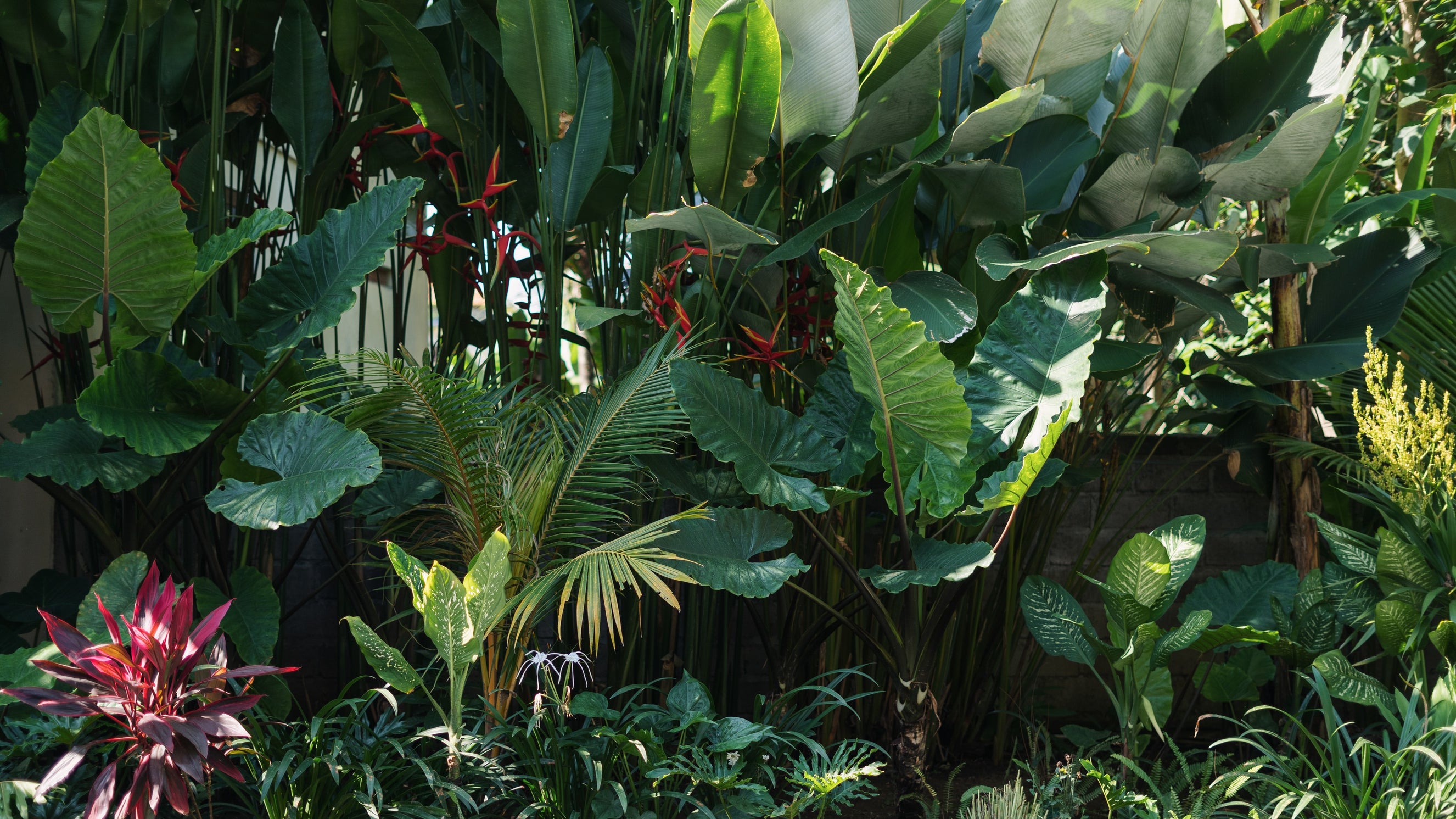Transform Your Garden Into A Tropical Paradise | Kings