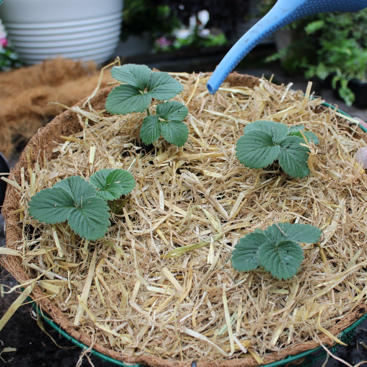 DIY Strawberry Hanging Baskets
