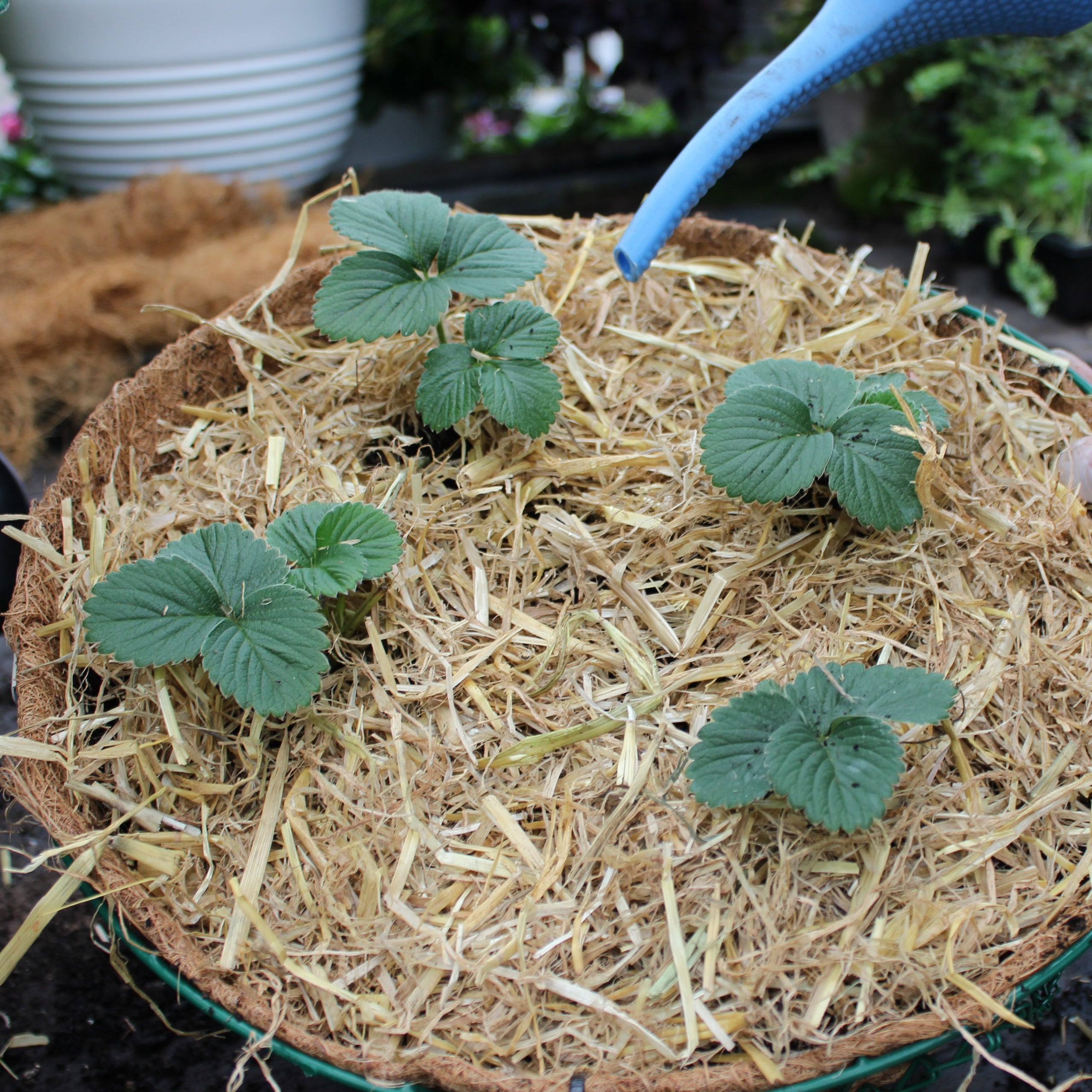 DIY Strawberry Hanging Baskets