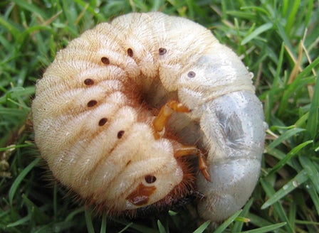Grass Grub