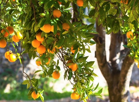 Getting Started with Zesty Citrus