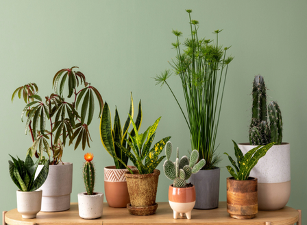 Spring Tips for Happy Houseplants
