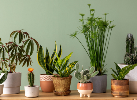 Spring Tips for Happy Houseplants