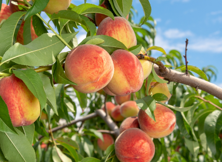 Your Kitchen Garden - Deciduous Fruit